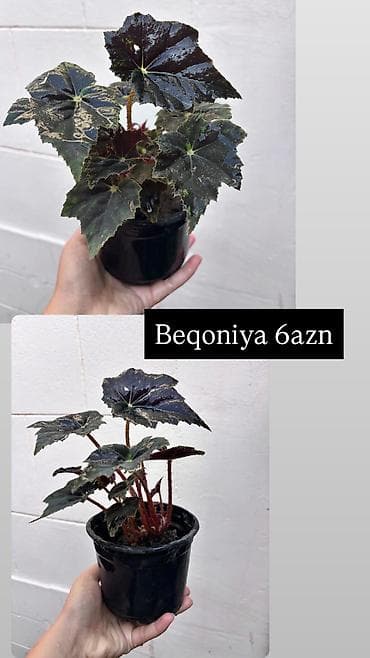 kala bitkisi: Şəkilləri çevirərək baxa bilərsiniz. Sayları məhduddur — 7