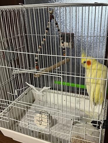 Tutuquşları: Salam Karella Papuqayi Satlir🦜 Dişi Dir 1yaş♀️ Qefes Usdunde — 1