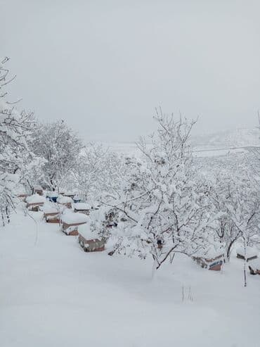 доска объявлений пчелы: Arıçılıq üçün qışladılmış arı ailələri və tam komplekt pətəklər - Dağ — 7