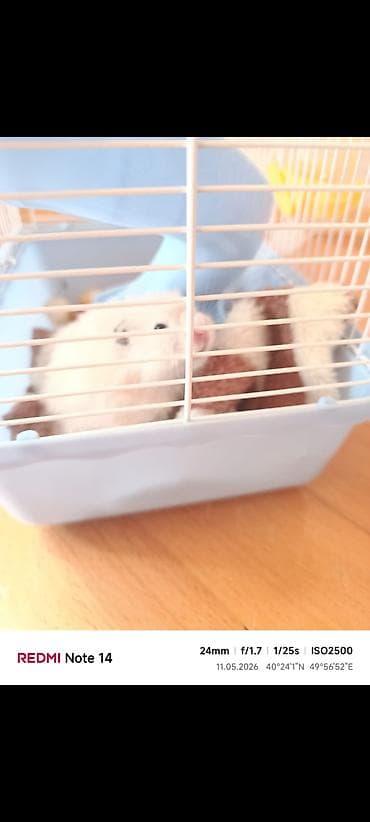 Hamster üçün iki mərtəbəli qəfəs hamsterle birlikde satilir - Rəng — 4