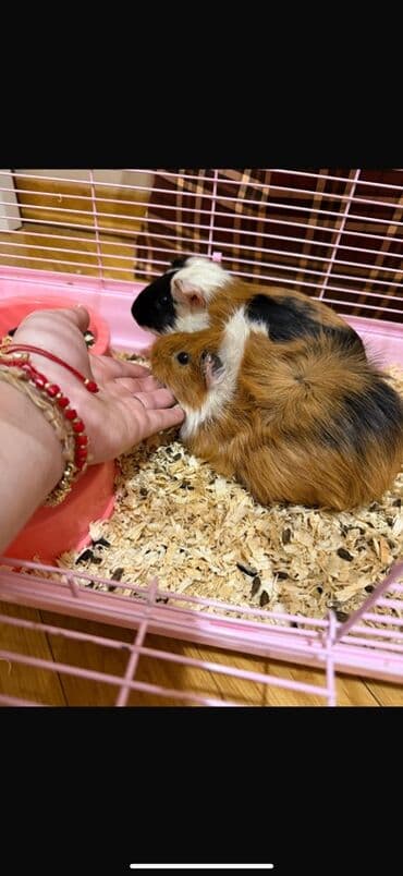 большая клетка для морской свинки: Ev heyvanı – Qvineya donuzu (kavyə) - Növ: Qvineya donuzu, qısa/orta — 4