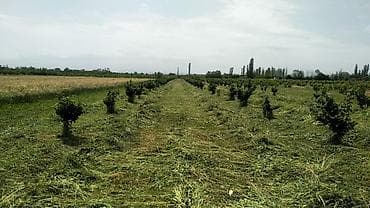 вешалка для верхней: Salam Xudatın Digah kəndində 50.sot torpaq sahəsi satılır fındıq — 2