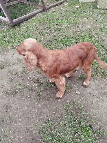 Koker spaniyel, Dişi, Ödənişli çatdırılma