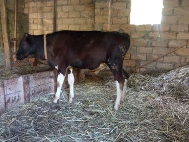 sudluk inekler satışı: Südlük istiqamətli cins heyvan 4 ay yarımnıq danadı sot danadı - Növ — 1