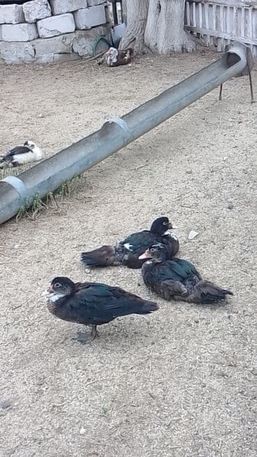 hinduşqa gəncə: 3ayliq Lal ördek balasi 10manat - Cins: Muscovy (hindi ördəyi), sakit — 1