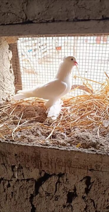 ördək balası satışı: Oynaq quşdu Erkekdi — 1