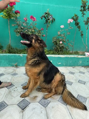 iti qovan: Alman çoban iti, 1 il, Dişi, Peyvəndli — 10