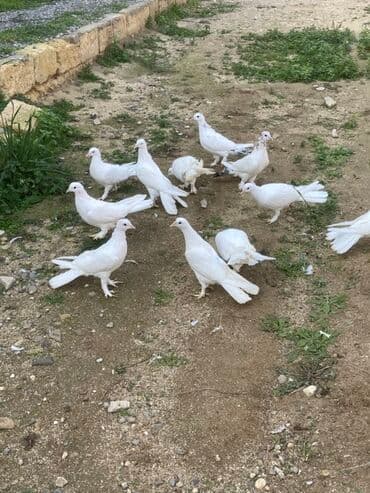 danışan quş: Hündürayağ enniquyruğlar Cavan quşlardı törəmədilər Gözlü cinsdi — 1