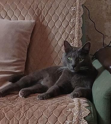 pişiy: Yaxşı əllərə — 1