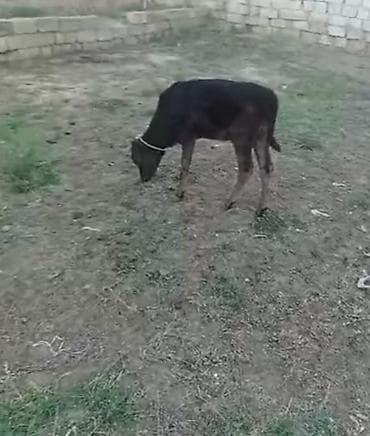iney dana: 2 dənə dişi dana ayağı ağ simetal di 3 aylıq di obiri dişi dana anqust — 2