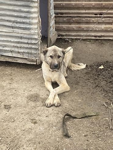 keci seki: 1 il — 1