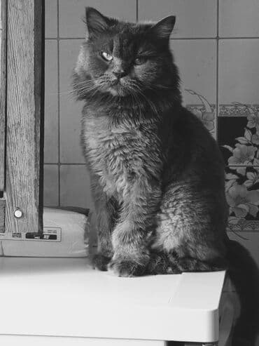 русская голубая кошка баку: Dişi, Yaxşı əllərə, Ünvandan götürmə — 3