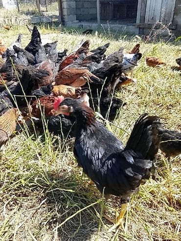 hamster kac lira: Toyuq, Damazlıq, Ünvandan götürmə, Ödənişli çatdırılma — 2