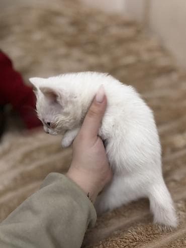 Akvariumlar: Britan yastı qulaq — 2