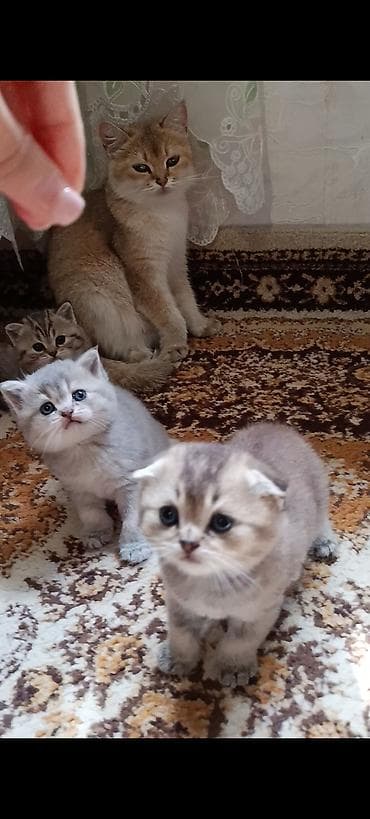 pişik şotlan: Şinşilla — 9