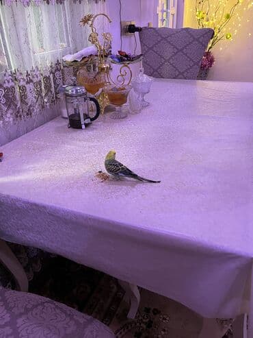 heşterxan quşu: Məhsul: Qəfəsdə dalmatin və sarı rəngli iki xəzər (budaq üstü oturan — 2