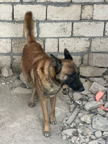 купить собаку малинуа: Belçika çoban iti, 2 il, Erkek, Peyvəndli — 5