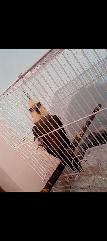 9 aylıq korella təcili satılır erkekdir 9 ayliqdir qəfesi SU qabı yem