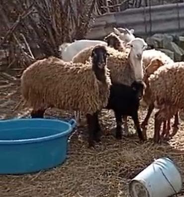 qara toyuq: Salam aleykum gördüyünüz bu 2 baş qoyunlar satilir qardşalar 1 ci — 1