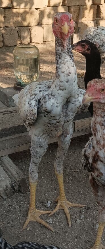 simmental inək cinsi: Toyuq, Damazlıq, Ünvandan götürmə — 7