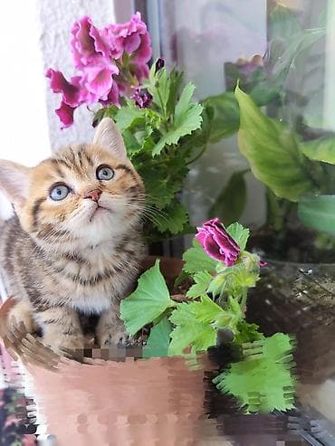 erkek qaz: Britan, Erkək, Ödənişli çatdırılma — 1