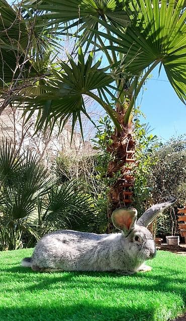 heyvanlar at: Wekilde gorduyunuz temiz Qan 2 ay yarimliq Rizen bala satilir xeyvanin — 3