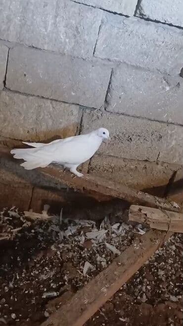 etibarli əllərə verilir: Endirim var — 2