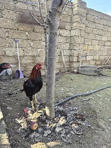 Quşlar: Məhsul: Xoruz (yerli həyət quşu) Təsvir: - Rəng: qara-bənövşəyi — 2