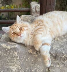 erkek pişik: Erkək, Dişi, Yaxşı əllərə — 1