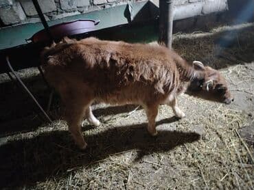 Atlar: Salam aleykum ana bala iney dir kim isdese vacapda yazsin vidiyosunu — 6