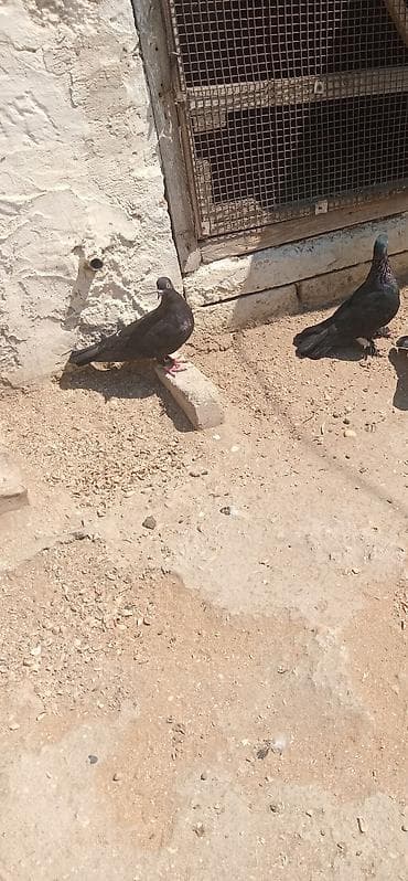 ev heyvanı satışı: Salam tutulma bir cut qara satilir — 2