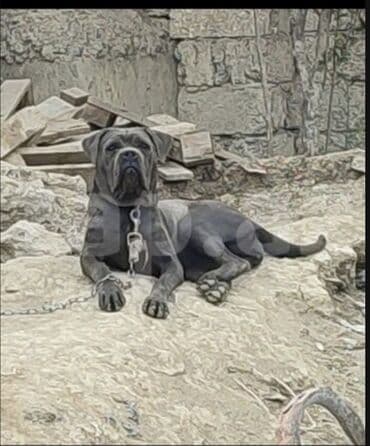 it adları qız: Kane-Korso, 1 ay, Dişi — 5