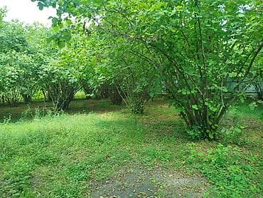 12 sot, Tikinti, Mülkiyyətçi, Kupça (Çıxarış) — 7