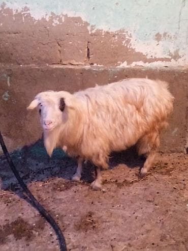 it pisik sekilleri: Dişi keçi satılır arpa ve yonca ile böyüyüb texmini çekisi 20 kilo — 3
