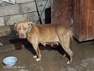 pitbul itləri: Pitbul, Dişi, Peyvəndli — 1