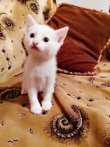 Yaxşı əllərə