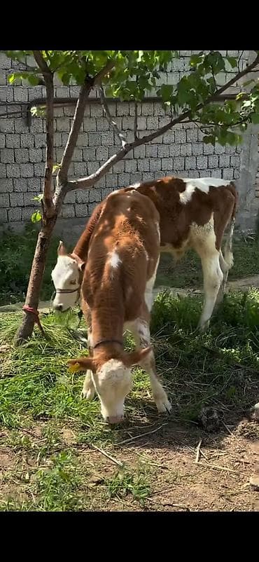 симентал: 2 baş simmental tipli dana - Növ: ətlik-südlük istiqamətli simmental — 1