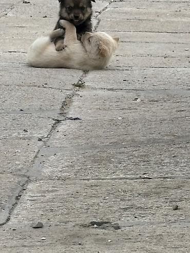 itlər ucun: Pekines, Erkek, Peyvəndli — 3
