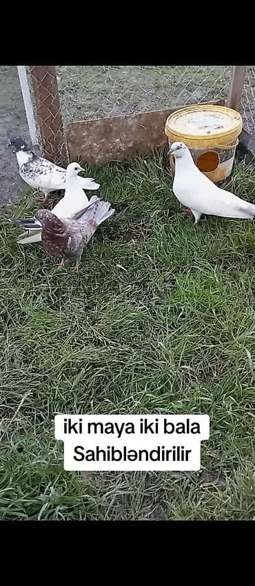 ev quşları haqqında melumat: İki maya + iki bala göyərçin sahibləndirilir. Xüsusiyyətlər: - 2 ədəd — 2