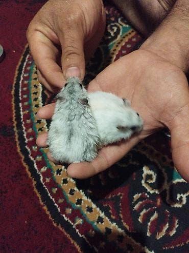 su samuru: Dwarf hamster cütlüyü - Növ: xırda cins (cütdə), yumşaq tüklü, qara — 3