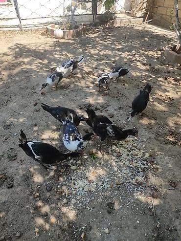balaca itler satilir: Tam sagllam Lal ordekler. 10 ededi. qiymet. hamsina. aiddi tek tek — 9