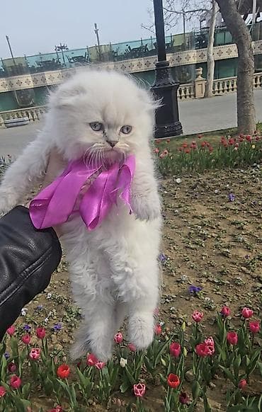 шиншилла кошка: Şotland yasti qulaq colir point erkey bala satişdadi.Fevralin 1 i — 6