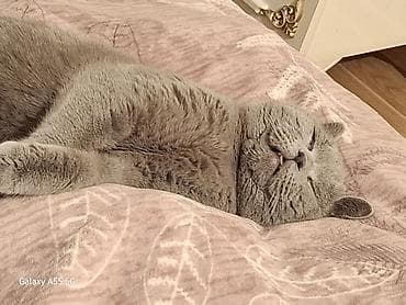 pişikler: Britan, Erkək, Yaxşı əllərə, Pulsuz çatdırılma — 4