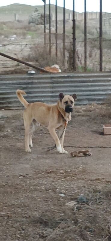 İtlər: Kanqal, 1 il, Erkek, Peyvəndli, Ödənişli çatdırılma — 6