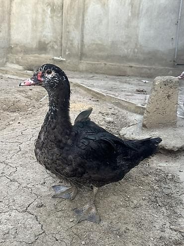 sfinks satilir: Muscovy ördəkləri (indo-ördək) – 3 baş - Cinsi: Muscovy (hind ördəyi) — 3