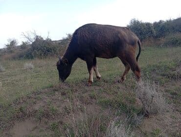 Inəklər, öküzlər: Məhsul: Su camışı sürüsü boğaz çatmışlar 6 dişi .3 balaq Təsvir: - — 7