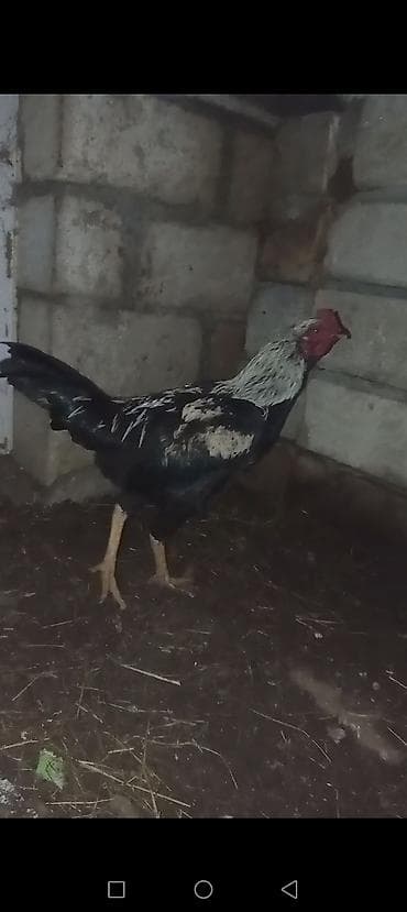 Gəmiricilər: Heyrati 1 yas banlayir qesey doyus edir Quba — 3