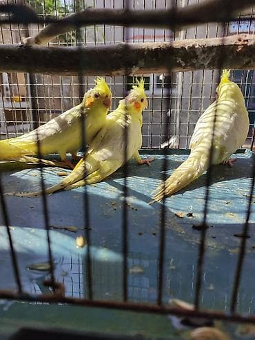 erkey danalar: Korella quşu, açıq sarı rəngə, tüklü qızılı kəkilli başa və — 5