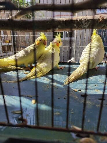 hələb kecilərin qiyməti: Bozlar 35 azn Sarilar 40 Azn Əl quşlari 60-70 Azn 100 Azn tam rucnoy — 6