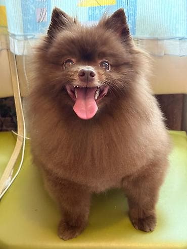 Şpitz, 3 il, Erkek, Peyvəndli, Ünvandan götürmə